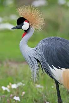 Gibbericeps: Africa. Tanzania. Grey Crowned Crane at