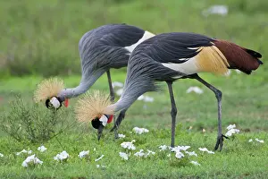 Gibbericeps: Africa. Tanzania. Grey Crowned Cranes at