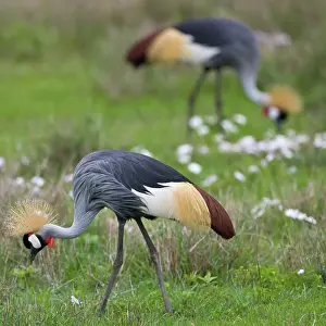 Gibbericeps: Africa. Tanzania. Grey Crowned Cranes at