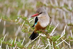 Manyara: Africa. Tanzania. Grey-headed Kingfisher