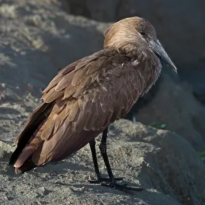 Hamerkop: Africa. Tanzania. Hamerkop in Ngorongoro