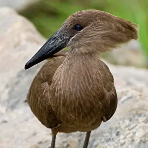 Tarangire: Africa. Tanzania. Hamerkop at Tarangire