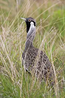 Tarangire: Africa. Tanzania. Hartlaub's Bustard at