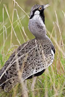 Tarangire: Africa. Tanzania. Hartlaub's Bustard at