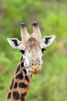 Chewing: Africa, Tanzania. A head shot of a Masai giraffe