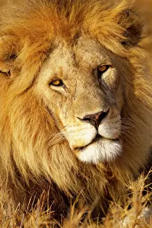 Blonde: Africa, Tanzania. Headshot of a male lion