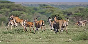 Eland: Africa. Tanzania. Herd of Elands at Ndutu