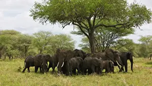 Tarangire: Africa. Tanzania. A herd of Elephants in