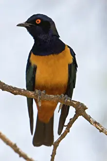 Lamprotornis: Africa. Tanzania. Hildebrandt's Starling