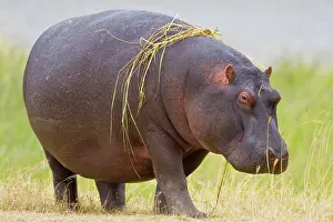 Amphibious: Africa. Tanzania. Hippopotamus at Ngorongoro