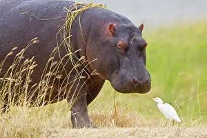 Amphibious: Africa. Tanzania. Hippopotamus at Ngorongoro