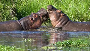 Sparring: Africa. Tanzania. Hippopotamus sparring