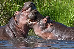 Sparring: Africa. Tanzania. Hippopotamus sparring