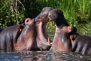 Sparring: Africa. Tanzania. Hippopotamus sparring