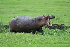Yawns: Africa. Tanzania. Hippopotamus yawns at