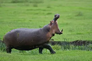 Yawns: Africa. Tanzania. Hippopotamus yawns at