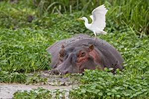 Ngorongoro: Africa. Tanzania. Hippopotamus with Yellow-billed