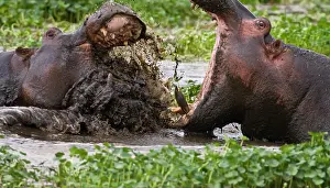 Hippos: Africa. Tanzania. Hippos fighting in the