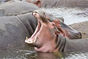 Hippos: Africa. Tanzania. Hippos at the Hippo Pool