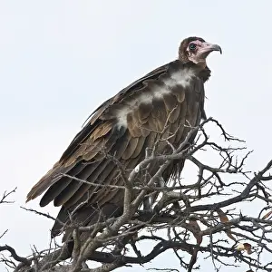 Pileatus: Africa. Tanzania. Hooded Vulture in Serengeti
