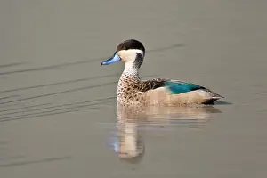 Teal: Africa. Tanzania. Hottentot Teal in Ngorongoro