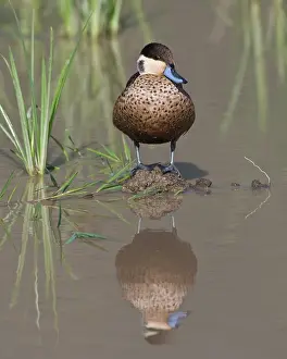 Teal: Africa. Tanzania. Hottentot Teal in Ngorongoro
