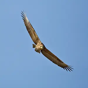Bateleur: Africa. Tanzania. Immature Bateleur Eagle