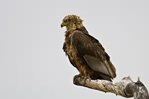 Tarangire: Africa. Tanzania. Immature Bateleur Eagle