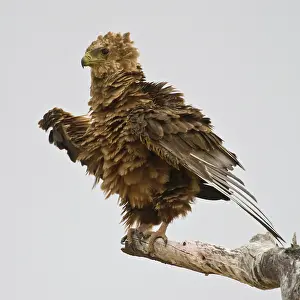 Tarangire: Africa. Tanzania. Immature Bateleur Eagle