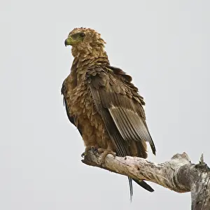 Tarangire: Africa. Tanzania. Immature Bateleur Eagle