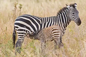 Tarangire: Africa. Tanzania. Juvenile Common Zebra