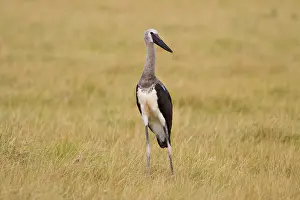 Senegalensis: Africa. Tanzania. Juvenile Saddle-billed