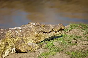 Sunning: Africa, Tanzania, Katavi, crocodile sunning