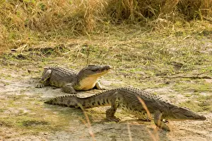 Schreiber: Africa, Tanzania, Katavi, crocodiles walking