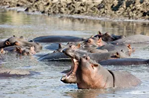 Schreiber: Africa, Tanzania, Katavi, hippo bearing