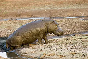 Schreiber: Africa, Tanzania, Katavi, hippo emerging