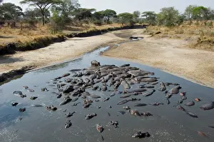 Schreiber: Africa, Tanzania, Katavi, hippo pool