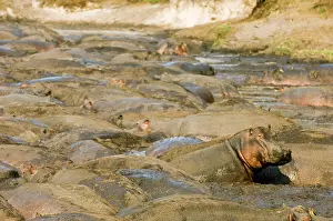 Hippos: Africa, Tanzania, Katavi, hippos in large