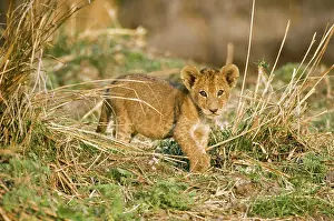 Schreiber: Africa, Tanzania, Katavi, lion cub playing