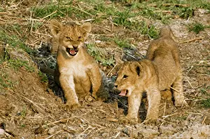 Pride: Africa, Tanzania, Katavi, lion cubs playing