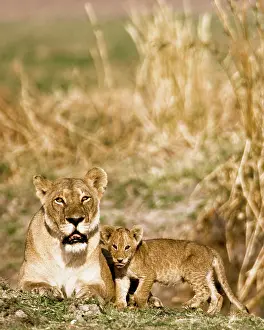 Pride: Africa, Tanzania, Katavi, lioness and cub
