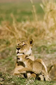 Pride: Africa, Tanzania, Katavi, lioness and cub