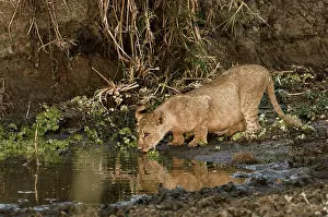 Pride: Africa, Tanzania, Katavi, lioness drinking