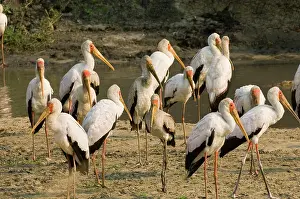 Schreiber: Africa, Tanzania, Katavi, yellow-billed