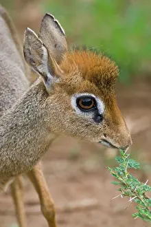 Madoqua: Africa. Tanzania. Kirk's Dik Dik at Lake