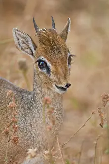 Madoqua: Africa. Tanzania. Kirk's Dik Dik at Manyara