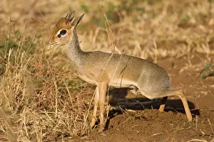 Madoqua: Africa. Tanzania. Kirk's Dik Dik at Manyara