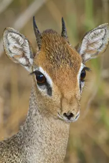 Madoqua: Africa. Tanzania. Kirk's Dik Dik at Manyara
