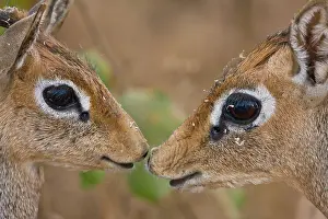Kiss: Africa. Tanzania. Kirk's Dik Dik at Manyara