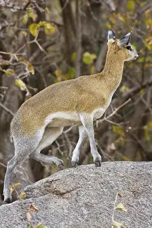 Manyara: Africa. Tanzania. Klipspringer antelope